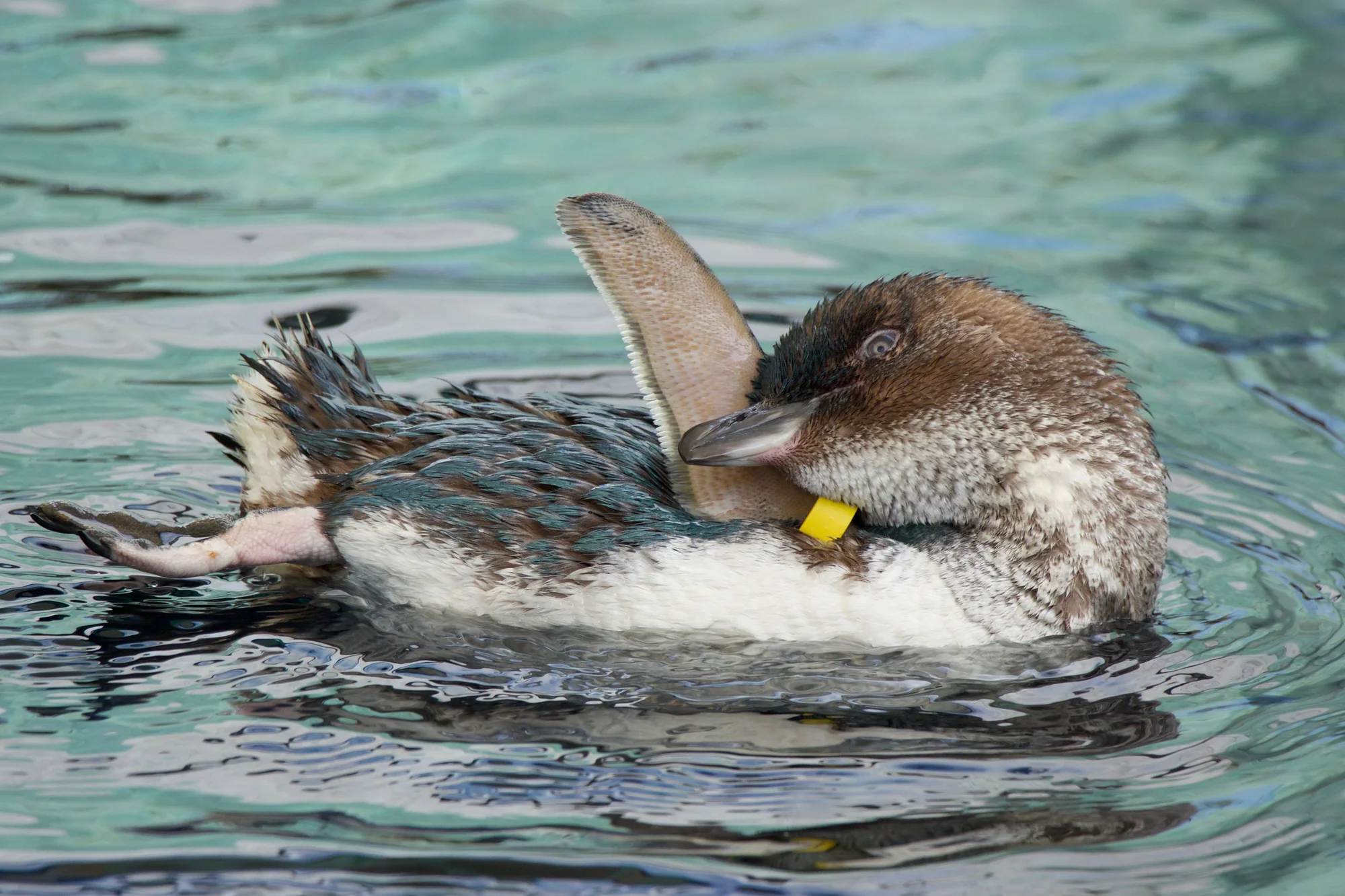 Penguin swimming in water at Melbourne Zoo, showcasing one of the wildlife attractions.