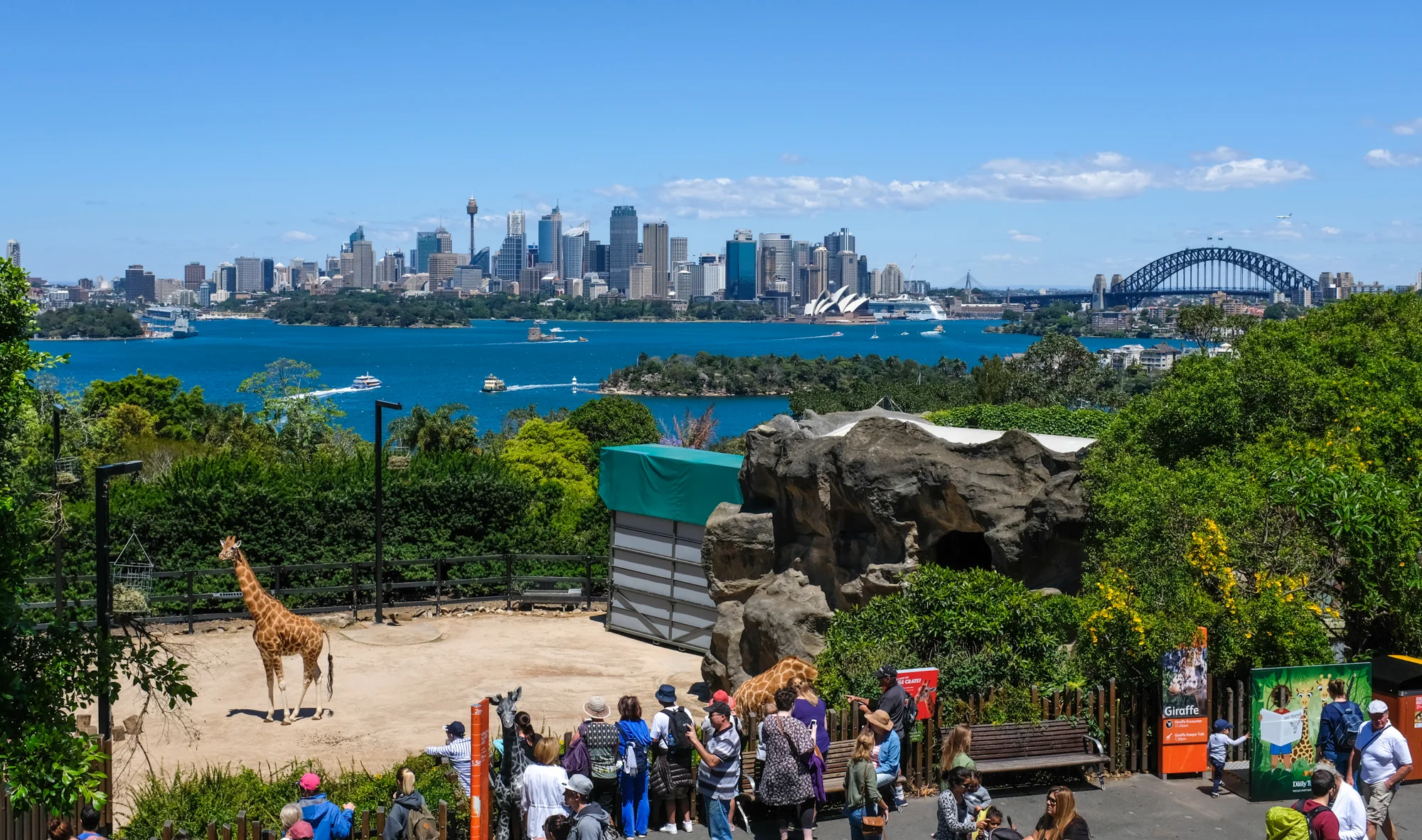Giraffes at Taronga Zoo Sydney with a backdrop of the Sydney Harbor Bridge and Opera House.