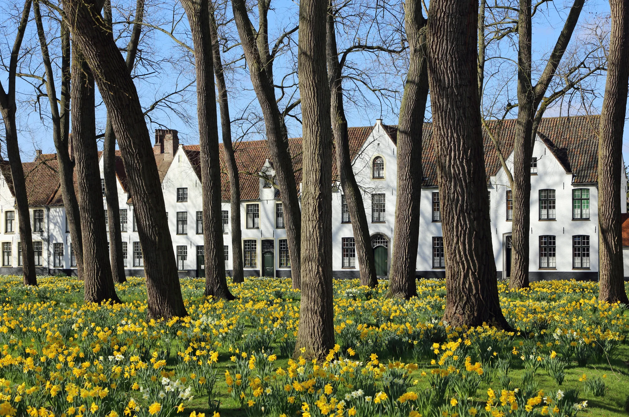 Begijnhof in Bruges during spring, featuring traditional white houses, trees, and yellow and white flowers.
