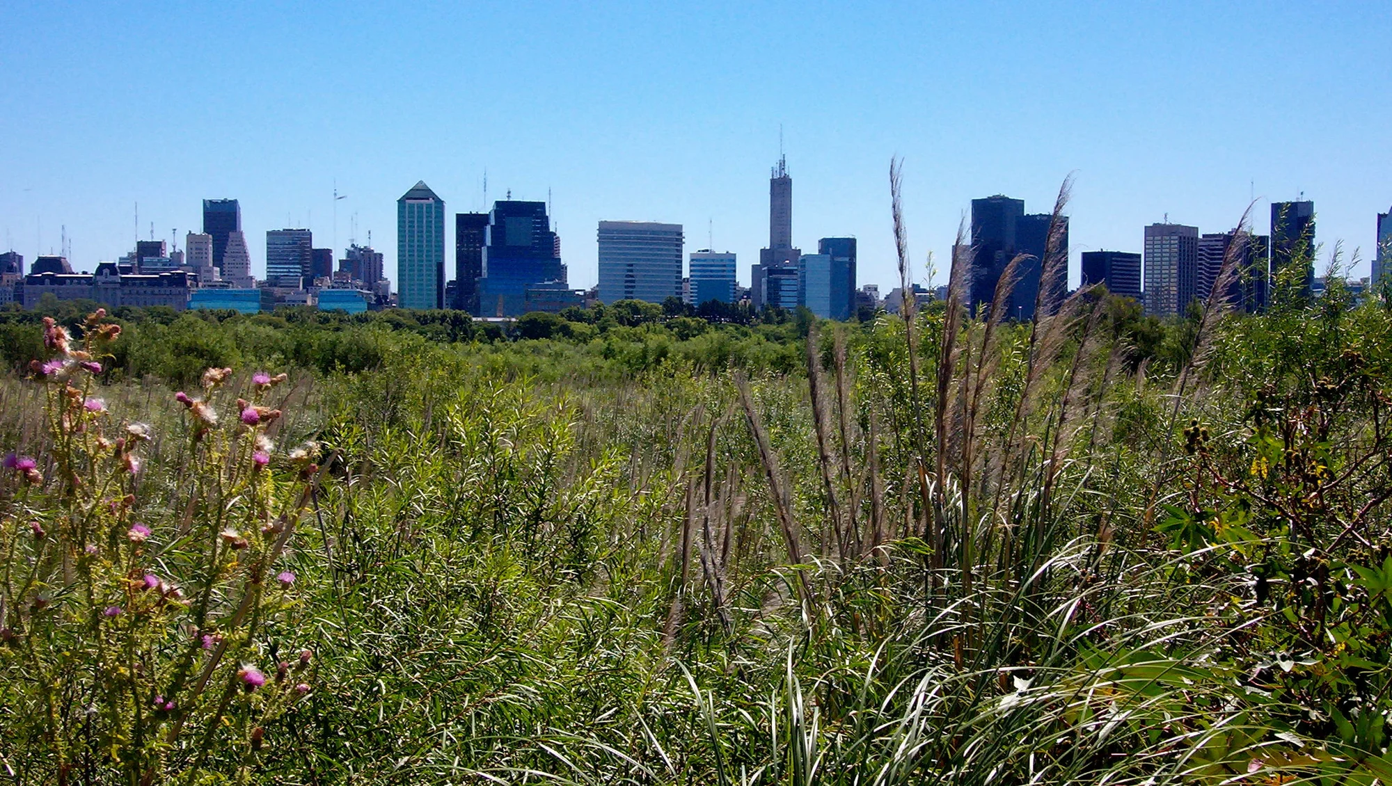 Panoramic view of Reserva Ecológica in Buenos Aires, featuring natural flora and city skyline in the background.