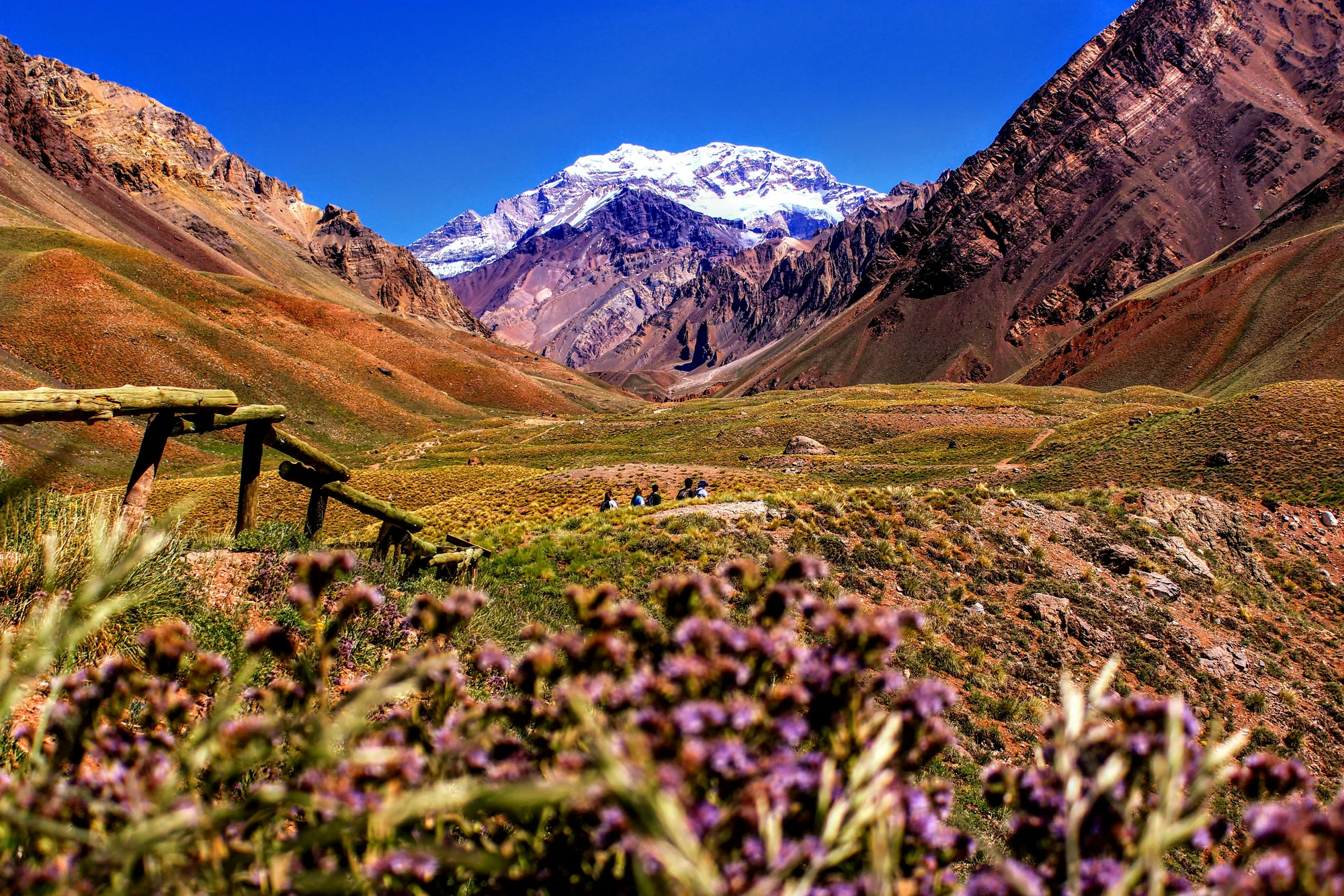 Andes Mountains in Mendoza, Argentina, with wildflowers in the foreground.