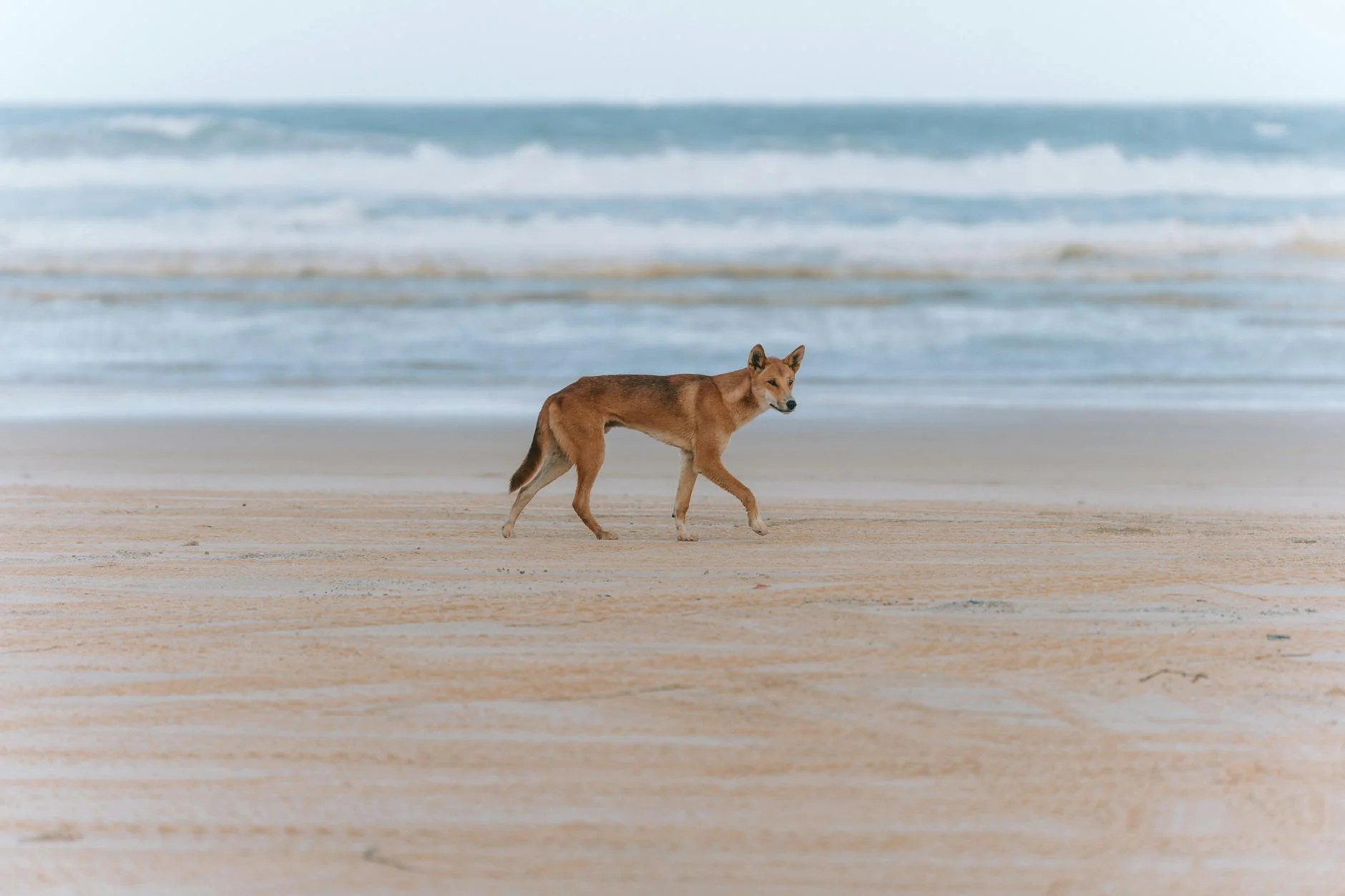 A solitary dingo on the sandy beach of Fraser Island, Australia.